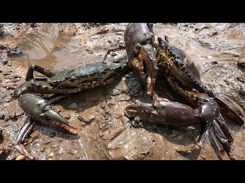 HUNTING FOR GIANT MUD CRAB | Catching Mud Crab in the Mangroves | Find Giant Mud Crab In Dark Beach