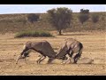 Gemsbok Oryx Fighting In The Kgalagadi Transfrontier National Park