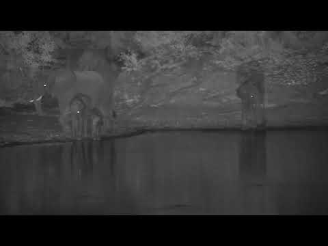 Djuma: Small Elephant group with a wee one - 15:06 - 11/01/2023