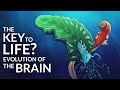 The First Brain How And When Did It Evolve