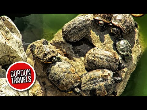 🐢 I found Turtles in this Chinese Garden | Santa Lucia, Malta 🇲🇹