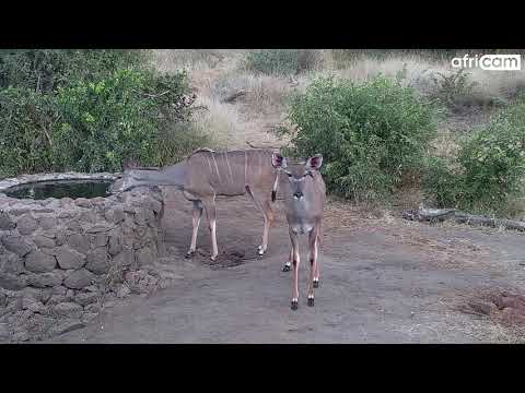 Kudus visit Naledi Dam.