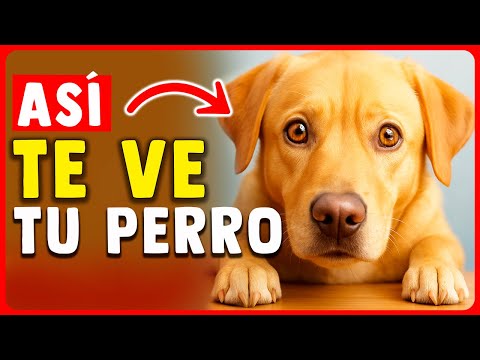 Your dog DOESN'T THINK you're HUMAN: the truth is SURPRISING!