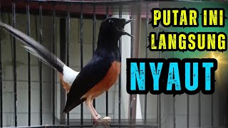 Download lagu 100% PANCINGAN murai batu gacor AMPUH MENJADIKAN murai batu agar cepat bunyi NYAUT mp3