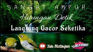 Download lagu terapi air pleci betina memanggil jantan memancing pleci jantan agar gacor mp3