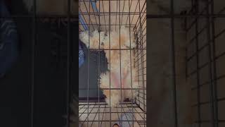 Soft-Coated Wheaten Terrier Puppies Videos