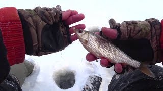 Зимняя донка на плотву для озера