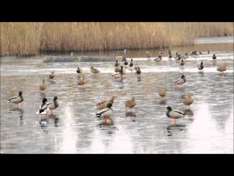 "Short Movie About Everything"