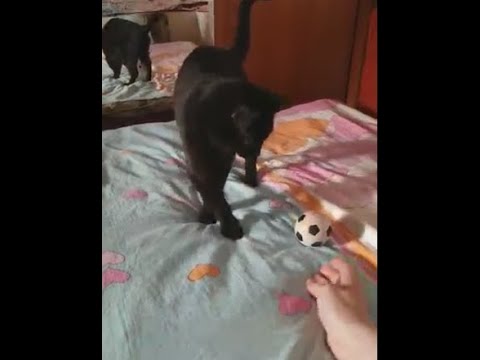 Весёлые кошки играют с мячом