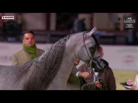 N 203 BANDAR ALJASSIMYA   KIAHF 2024   GCAT Doha Edition   Colts 3 Years Old   Section A Class 6A