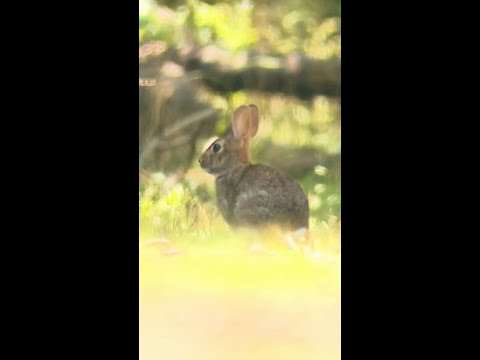 New York boy recovering from rare tick-borne 'rabbit fever'