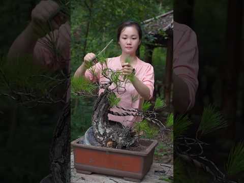 Turn natural pine trees into super bonsai #bonsai #bonsaitree #moutainlife #bonsailife #garden