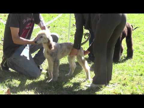 Cyrus at the puppy match