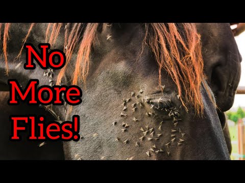 YouTube video about: How to keep flies away from horse stalls?
