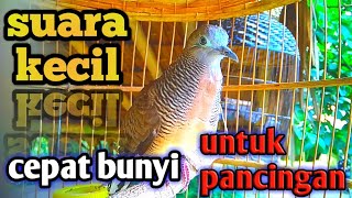 Download lagu suara burung perkutut lokal gacor suara kecil cepat bunyi untuk pancingan buktikan.. mp3
