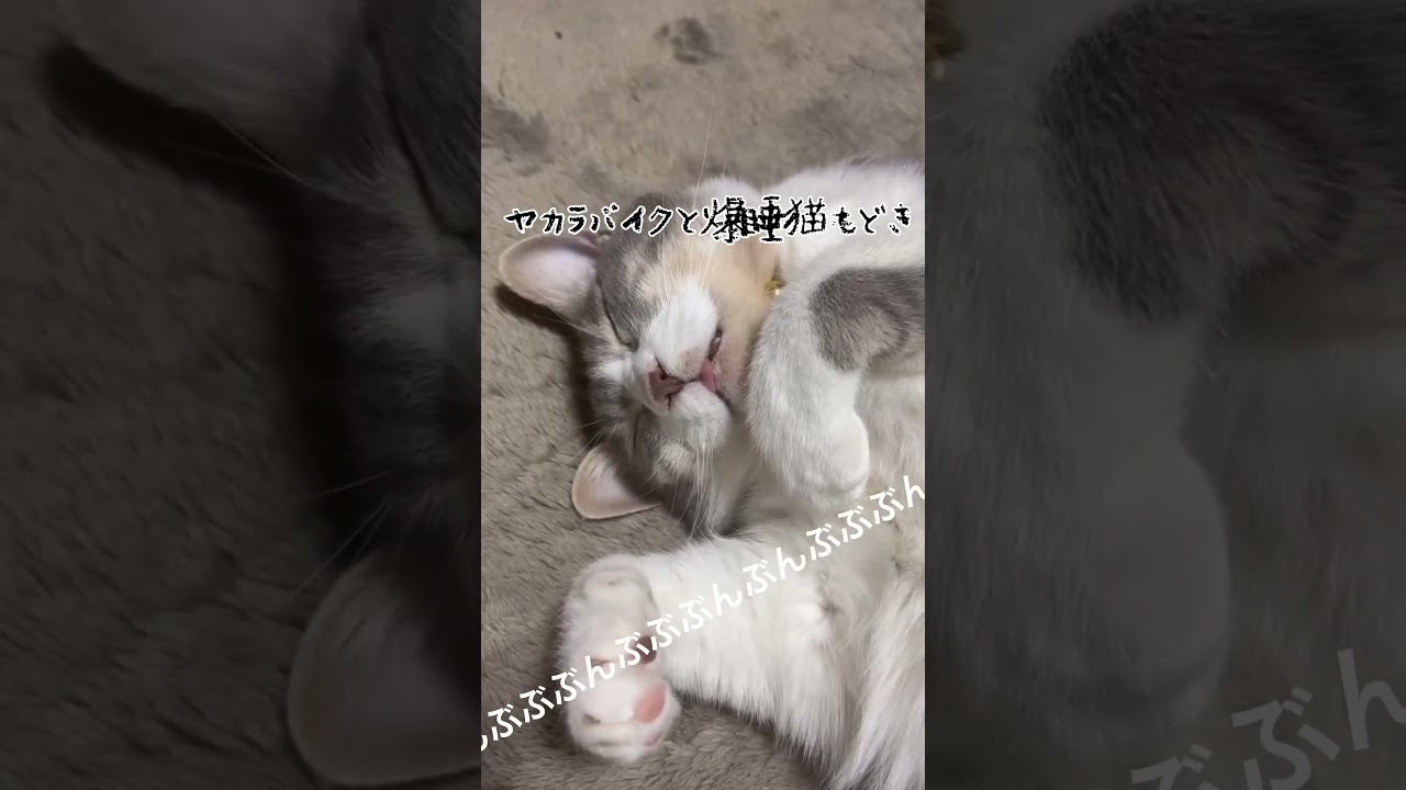 ヤカラバイクと爆睡猫もどき