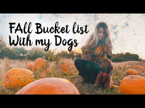 YouTube video about: Can I take my dog to the pumpkin patch?