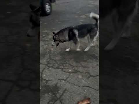 Oso, an adoptable Siberian Husky in Silverdale, WA_image-1