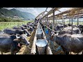 CHEESE Making Process From Buffalo Milk In Factory Buffalo Farming And Harvesting Milk