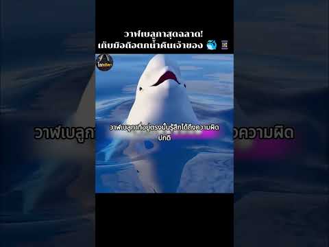 วาฬเบลูกาสุดฉลาด! เก็บมือถือตกน้ำคืนเจ้าของ 🐳📱