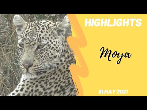 Highlights Moya leopardess on Djuma 31st May 2021