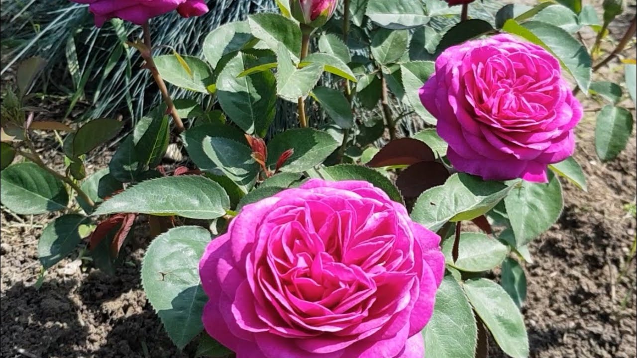 Бордюрная Миниатюрная Роза ХАЙДИ КЛУМ -👍 необычный размер 🙏и цвет !!! 25.05.23 год