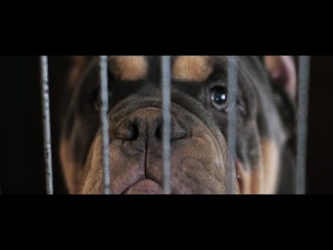 Highway Celis " Division" Ft. BG-P Newton-Streets