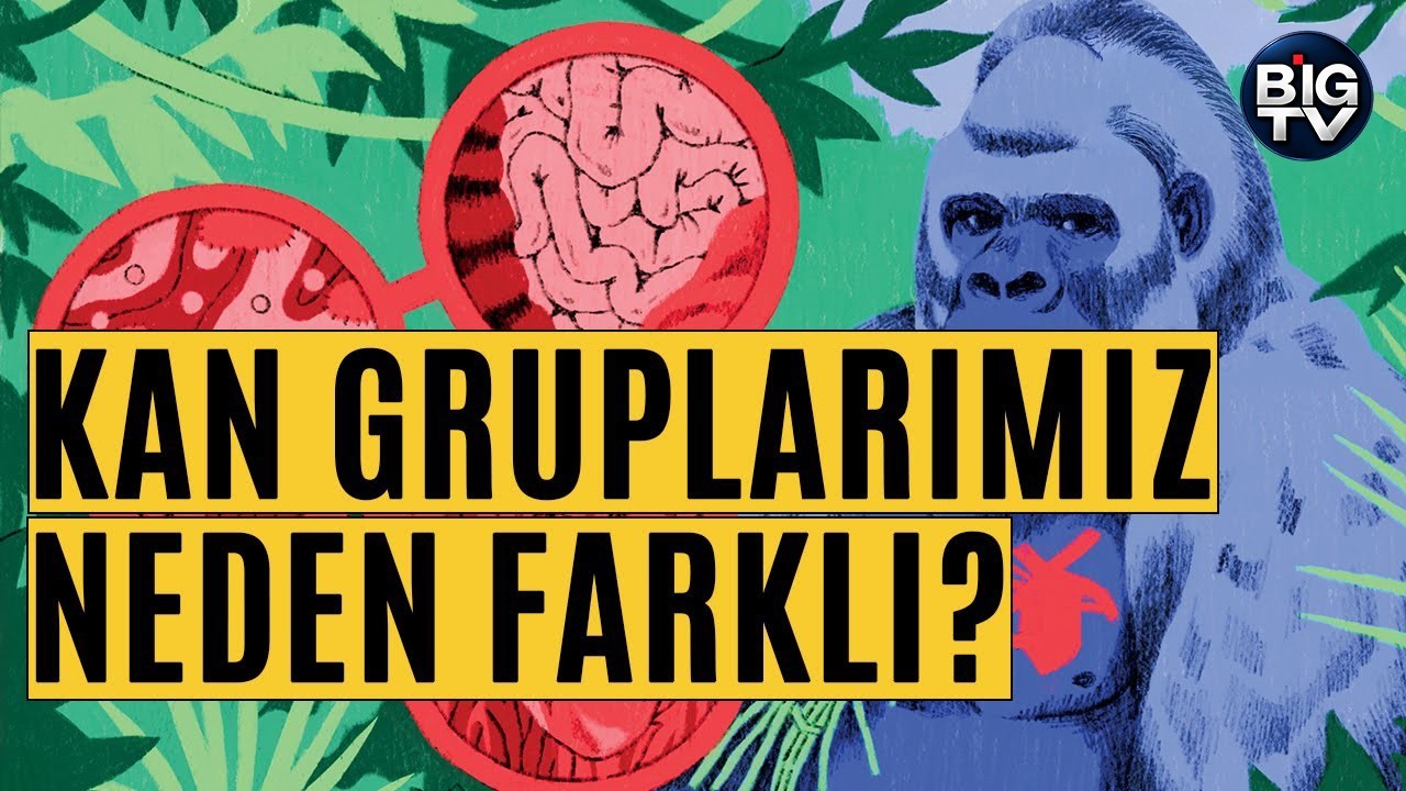 Kan Gruplarımız Neden Farklı? | BIG TV x BBC Science Focus Türkiye