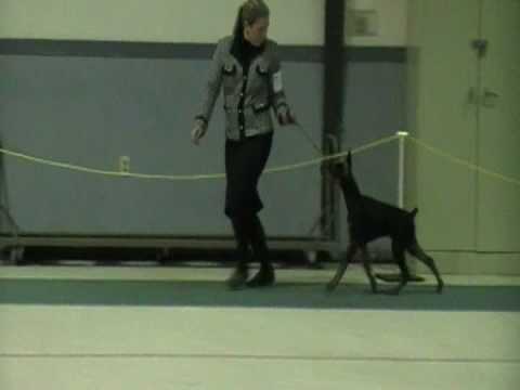 Axel - Doberman Novice Puppy