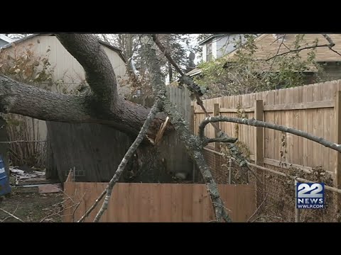 Strong wind gusts brought down trees across western Massachusetts