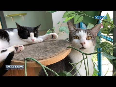 Get 'Catffeinated' at Houston Cat Adoption Cafe