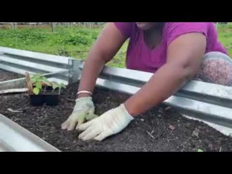 KGD Quick Class: Working with youth in the garden