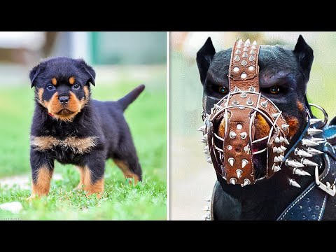 ANTES E DEPOIS DE ANIMAIS CRESCENDO. TRANSFORMAÇÕES ANIMAIS INCRÍVEIS