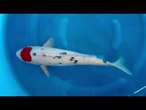 23rd JKS Online Auction: JKS-AC23-19 - Kohaku 56cm Female