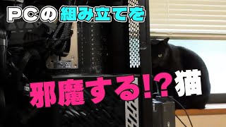 とにかくかまって欲しい猫【前回の未公開シーン】