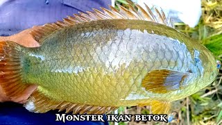 Download lagu Rekor pribadi.!! layak di sebut betok terbesar di dunia || mancing ikan betok rawan mp3 Download lagu Rekor pribadi.!! layak di sebut betok terbesar di dunia || mancing ikan betok rawan mp3