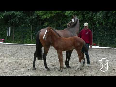 HEI010CH Hengstfohlen von Casall - Esteban xx - Leonid