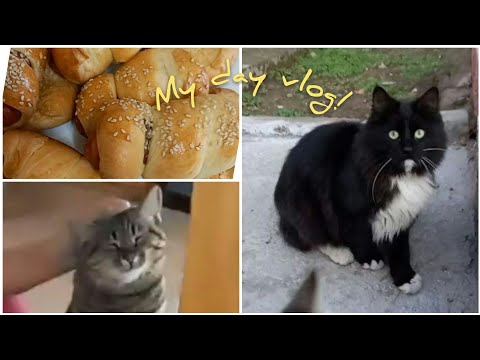 MY DAY VLOG! MEDITATION MUSIC+CATS+RELAXATION