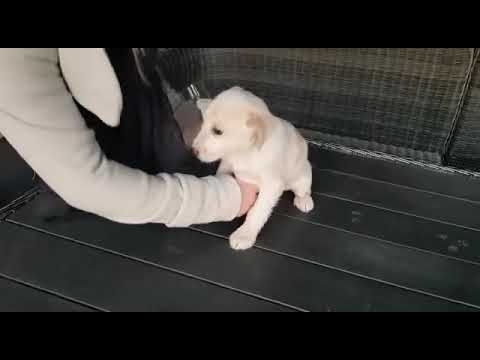 Curro - Hundegarten Serres e.V.