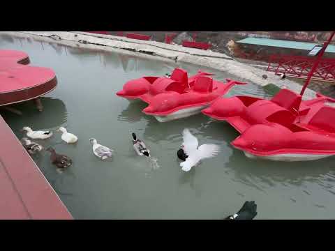 MOUNTAIN BREEZE  QUBA 2025 