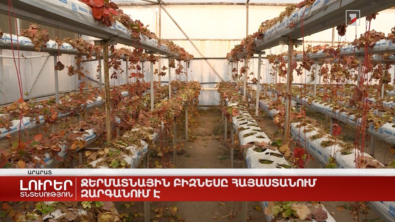 Ջերմատնային բիզնեսը Հայաստանում զարգանում է