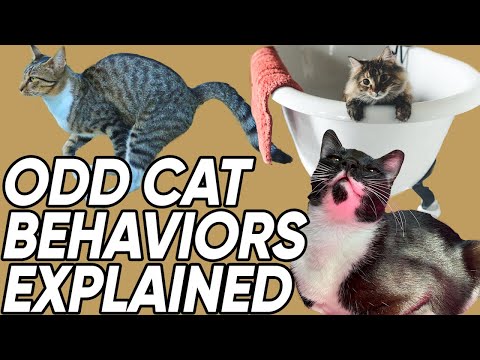 Why Your Cat Sleeps on Your Head and Other Odd Behaviors Explained