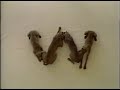 Sesame Street Wegman Dogs W
