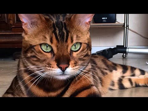 Kucing Harga Setengah Juta?! – Top 10 Kucing Mahal Di Dunia