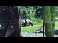 Berlin Zoo Panda Walking Backwards