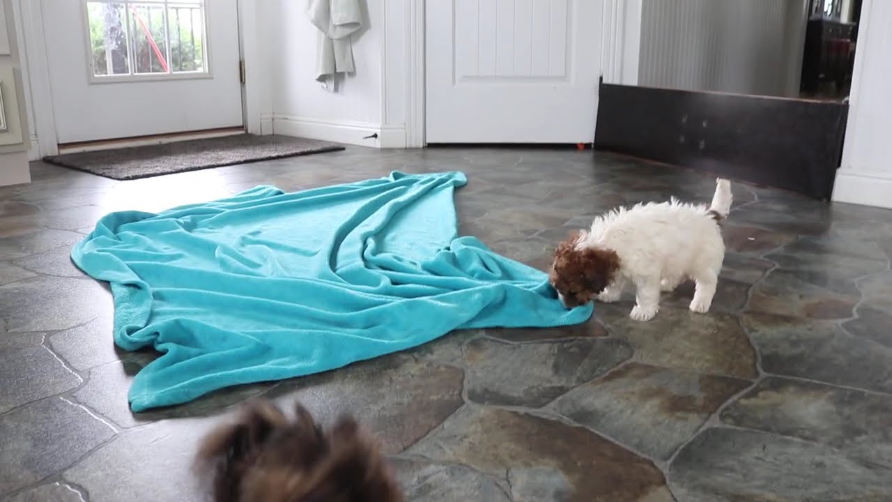 Bichpoo Puppies For Sale