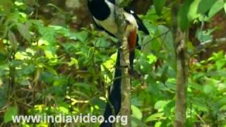White-bellied Treepie