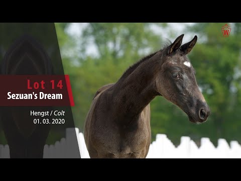 14 Sezuan's Dream Hengst v.  Sezuan's Donnerhall -  Dream On