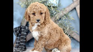 Video preview image #1 Goldendoodle (Miniature) Puppy For Sale in BIGLERVILLE, PA, USA
