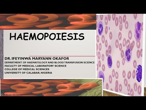 HAEMOPOIESIS (HAEMATOPOIESIS)